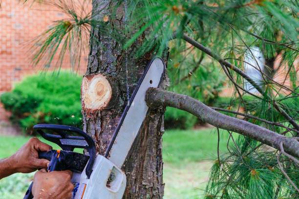 Emergency Storm Tree Removal